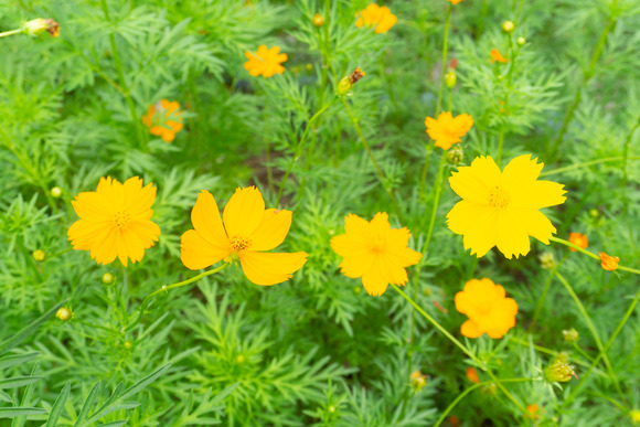 キバナコスモス 20240902-5