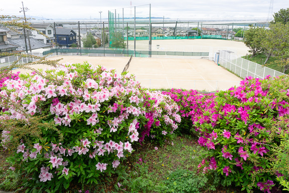 倉治公園 ツツジ 2024042413