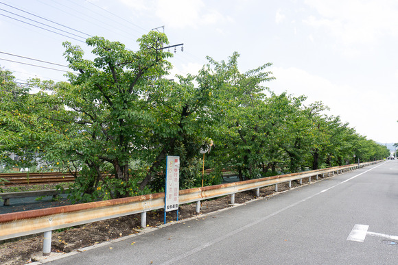 松塚の桜並木 20240902-1