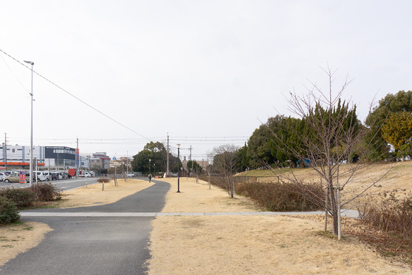 天野川緑地 桜の植樹 20250131-10