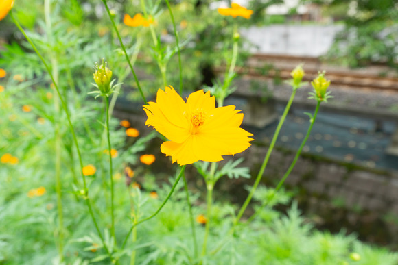 キバナコスモス 20240902-1