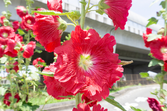 タチアオイ 202406114