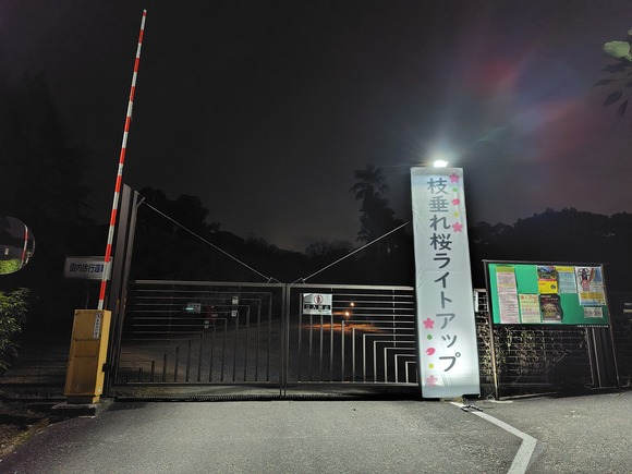 大阪公立大学附属植物園 夜桜 20250328-12