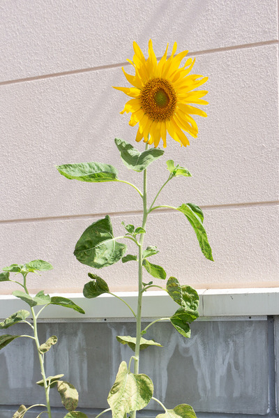 関西スーパー倉治店 20240924-6