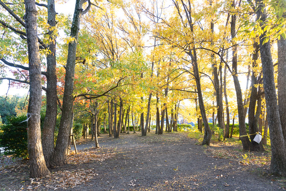 星田公園 20241130-12