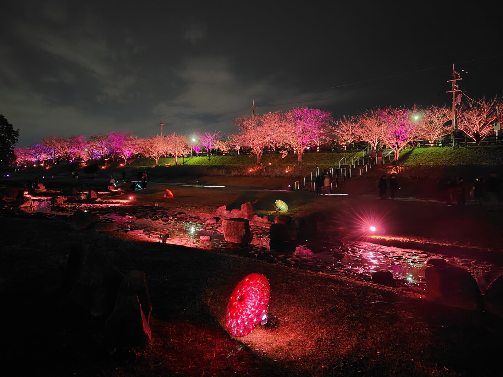 打上川治水緑地の「桜と光の舞い2025」に行ってみた！3月30日