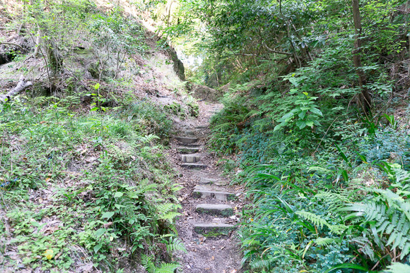 ほしだ園地 ハイキング 2024061641