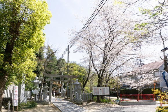 星田妙見宮前の桜 202404106