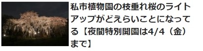 桜のライトアップ