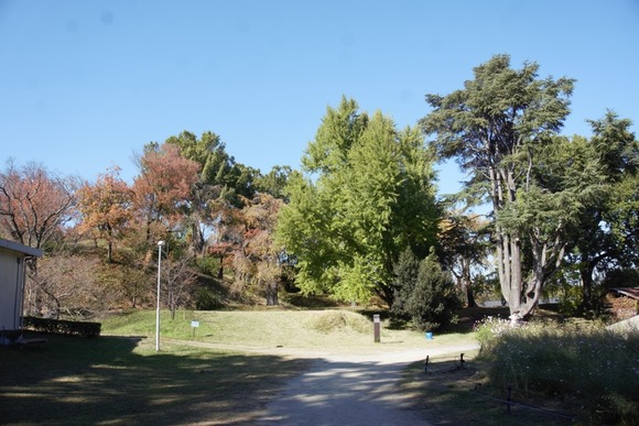 大阪公立大学附属植物園 20251118-8