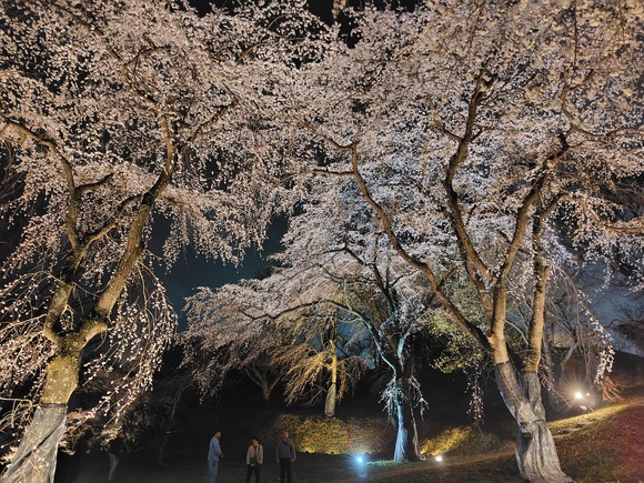 大阪公立大学附属植物園 夜桜 20250328-8