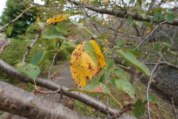 傍示川の桜の紅葉 20241025-2