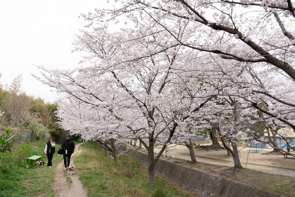 傍示川の桜 20250405-17