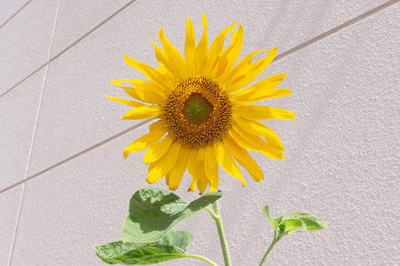 関西スーパー倉治店 20240924-5