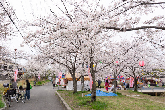 妙見河原の桜 20250405-34