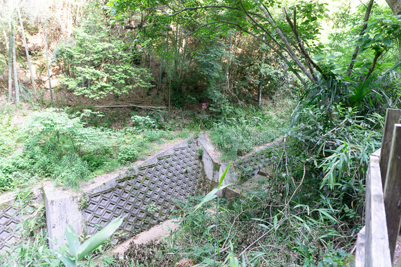 ほしだ園地 ハイキング 2024061629