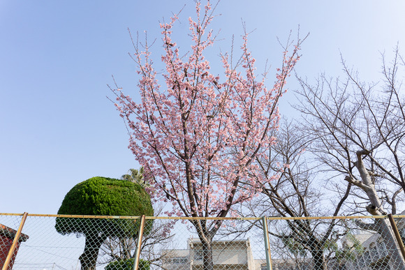 藤が尾小学校 20250323-6