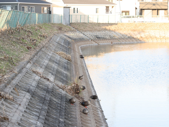 関西スーパー倉治店そばの倉治の外池。カルガモ増えてきてる。