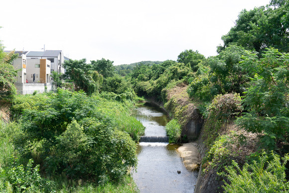 天野川のシラサギ 20240828-5