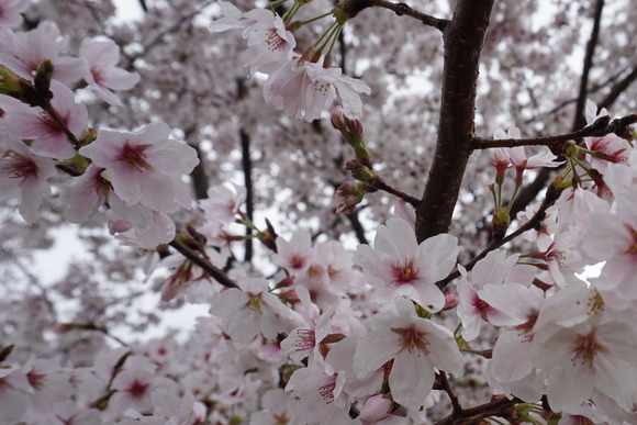 私市かささぎ橋近くの桜 202604-4