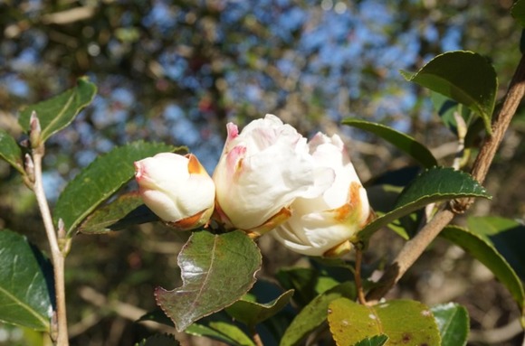 大阪公立大学附属植物園 20250118-6