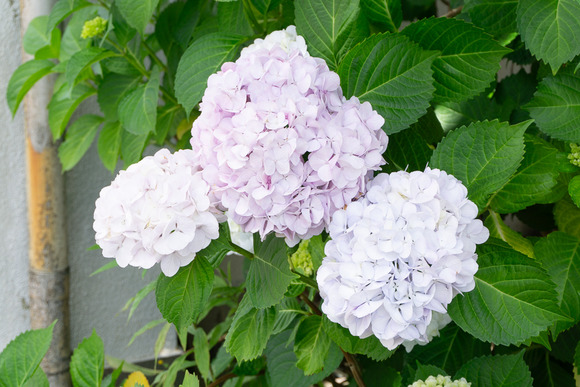 交野市役所 紫陽花 2024060510