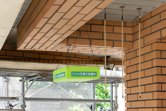 松塚のツバメ 202405243