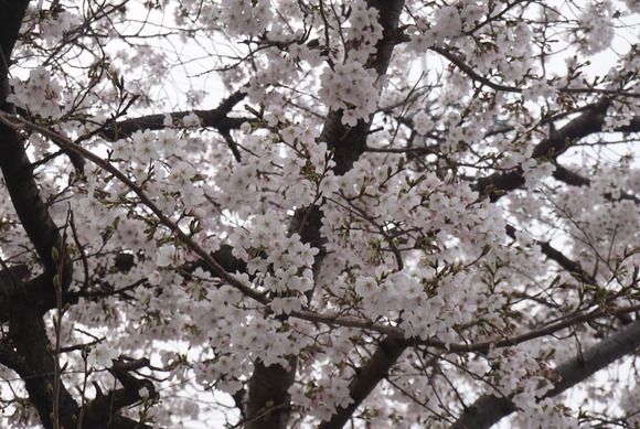 河内磐船駅前の桜-4