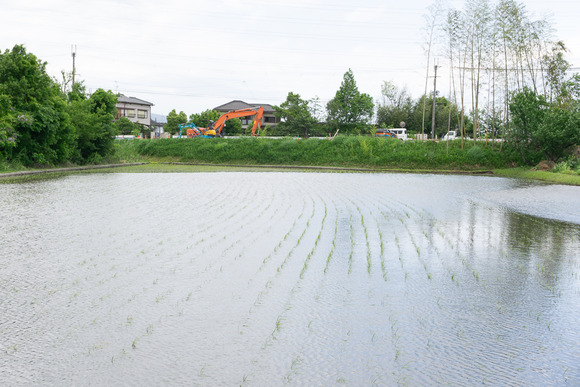 私部8丁目の田んぼ 202405177