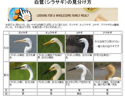 シラサギの見分け方