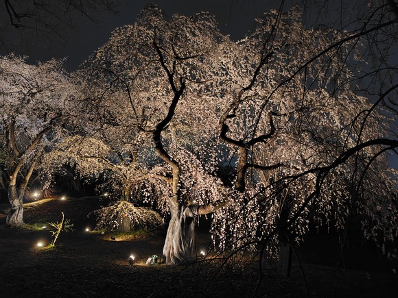 大阪公立大学附属植物園 夜桜 20250328-11