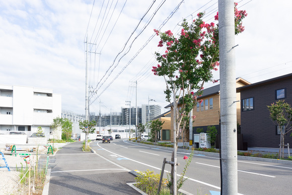 サルスベリ 20240812-1