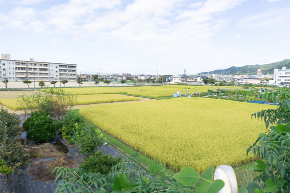 四中裏の田んぼ 20241005-3