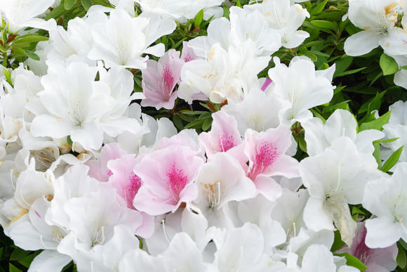 妙見坂のツツジ 202404285