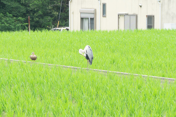 私市のサギ 202406264