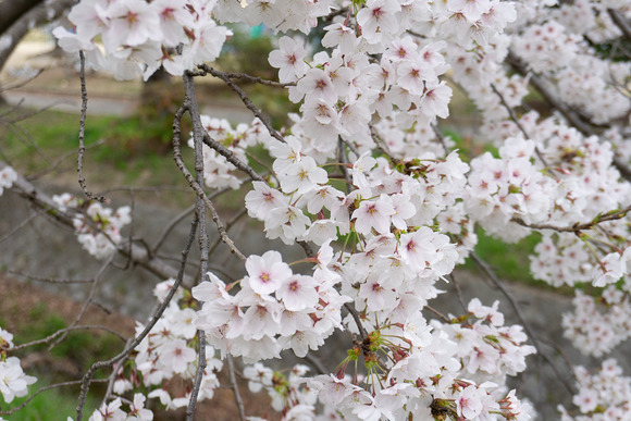 傍示川の桜 20250405-4