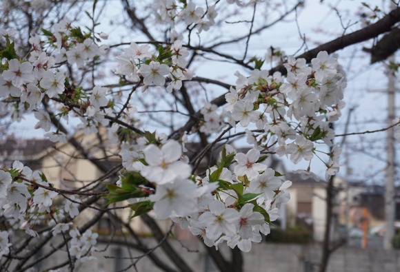 松塚の桜並木-20260329-2