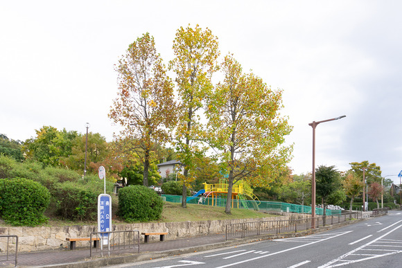 リニアパーク 紅葉 20241110-1