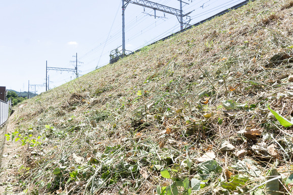 京阪交野線 草刈り 20240809-8