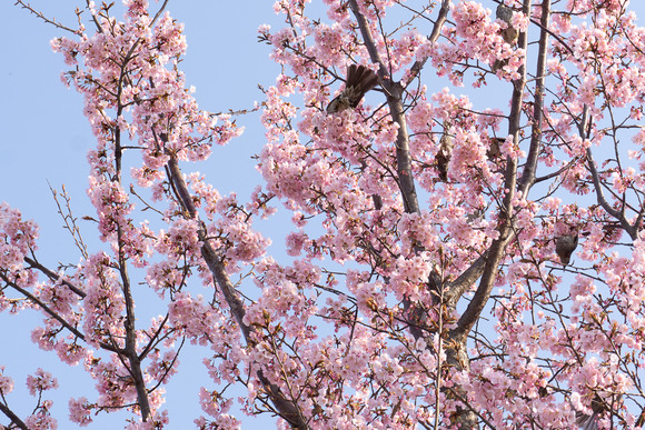 藤が尾小学校 20250323-10