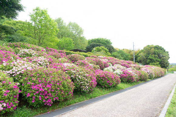 倉治公園 ツツジ 2024042412
