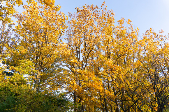 星田公園 20241130-10