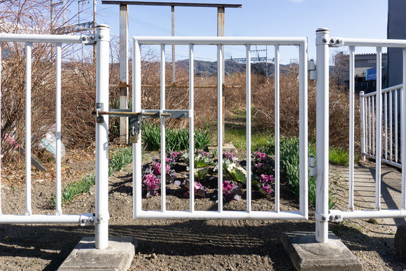 ハボタン 20250126-6