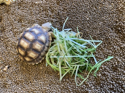 0863E09B-DC6F-462F-8BE1-90FA30983D7A_1_105_c