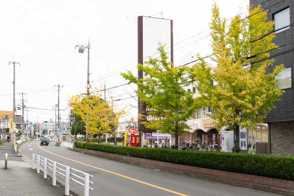 じゃんぼスクエア交野前のイチョウ 20241117-5