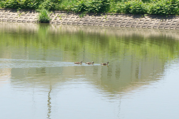 倉治の外池 202405141