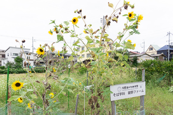 星田6丁目の向日葵 20240929-10
