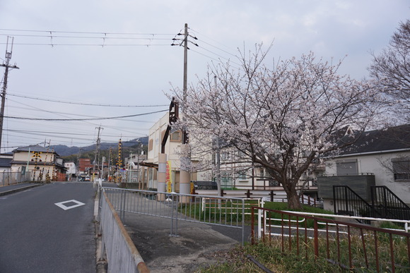 河内森駅前の桜-1