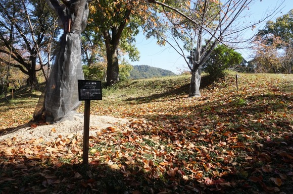 大阪公立大学附属植物園 20251118-6