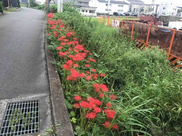 珍しい白いのも 交野市内で彼岸花がいろんな場所で いつの間にか急に咲き誇ってる 交野タイムズ